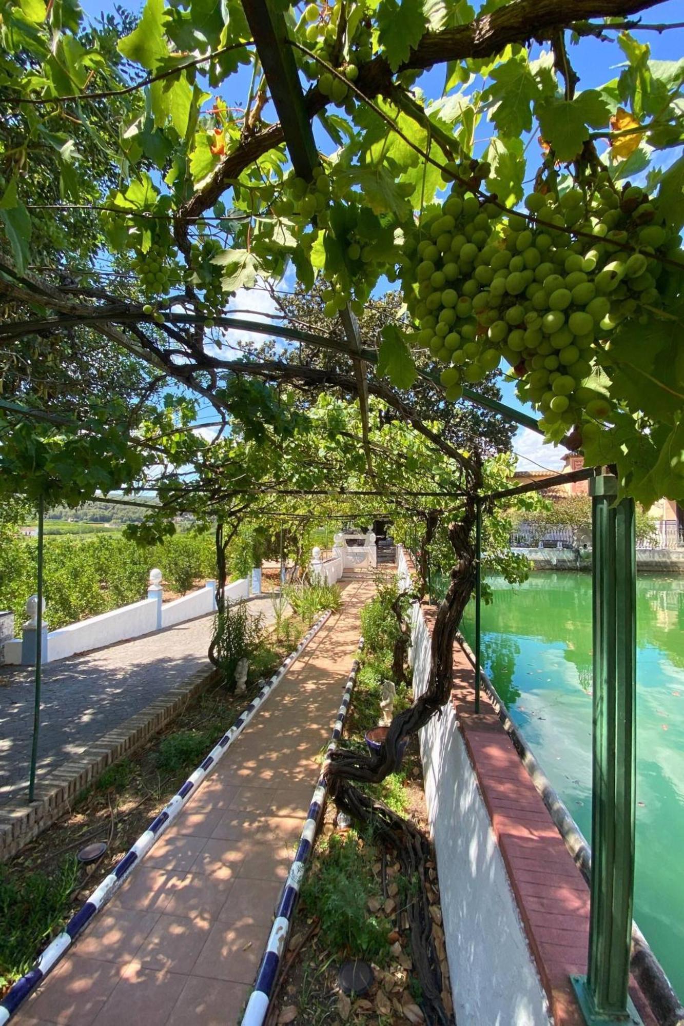 Casa Magnolia, A Rural Paradise House With Pool Альсіра Екстер'єр фото